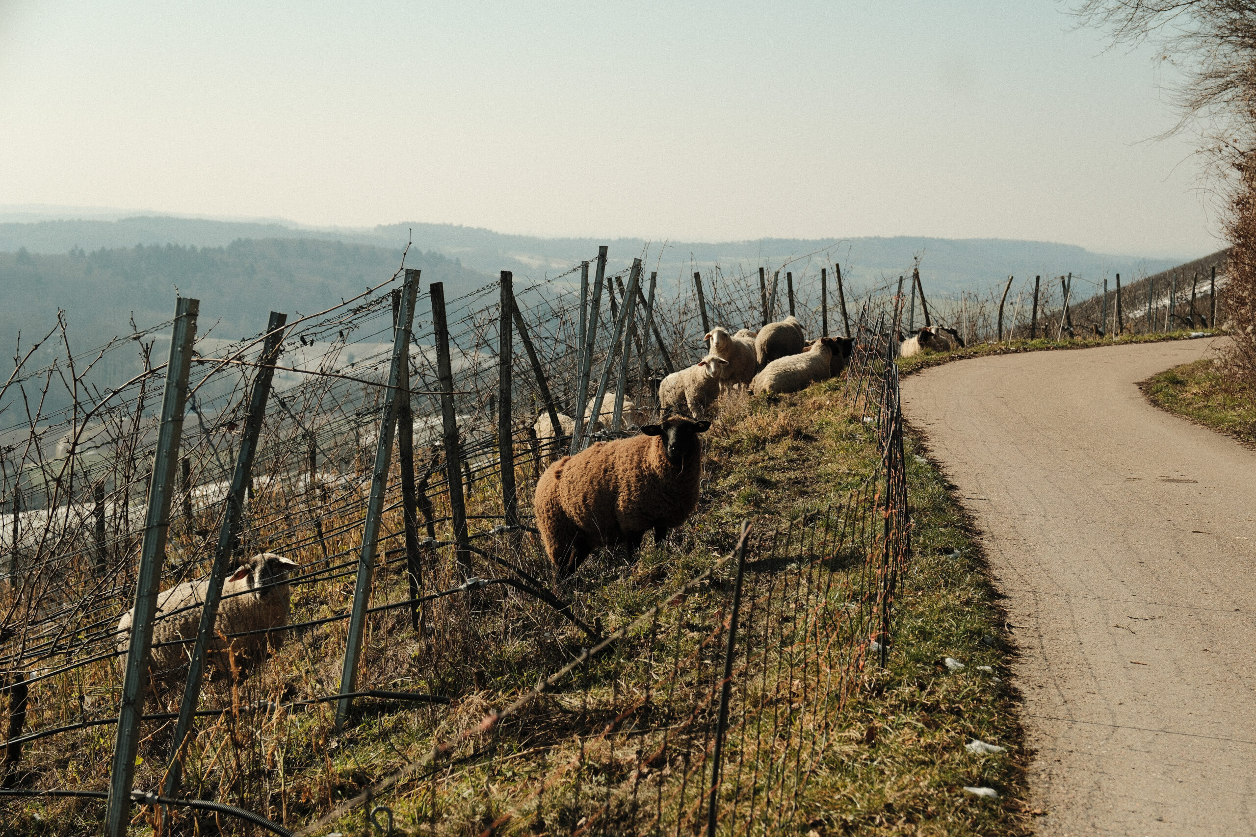 Schafe weiden zwischen winterlichen Rebzeilen neben einem Weinbergweg