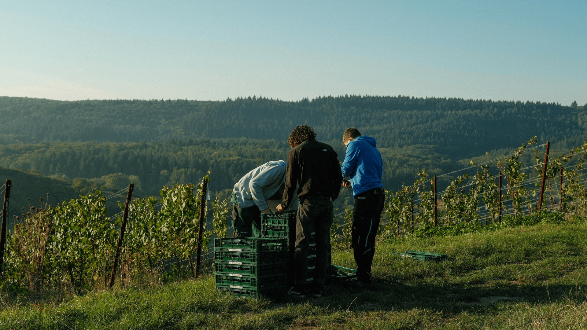 Drei Personen mit Lesekisten am Rand eines Weinbergs mit Blick ins Tal