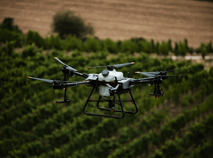 Sprühdrohne fliegt über Rebzeilen im Weinberg